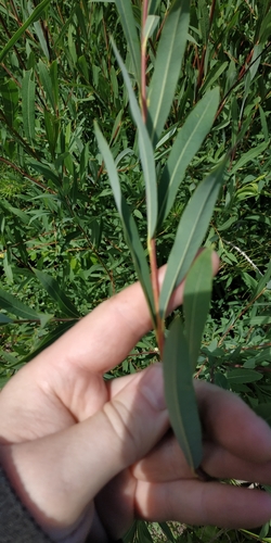 Salix purpurea (Purple Willow) (alternate view 6)