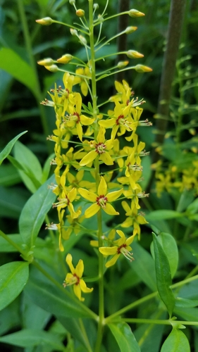 Lysimachia terrestris (swamp candles) (alternate view 2)