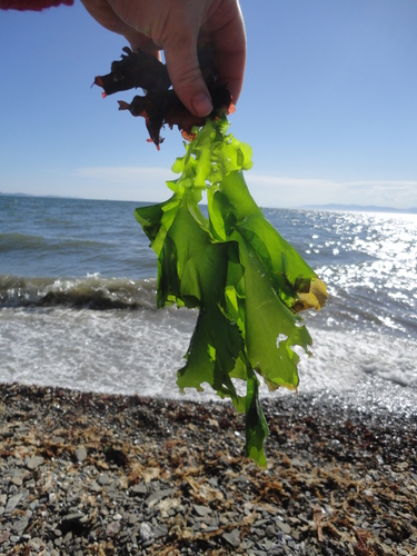 Ulva lactuca (Broadleaf Sea Lettuce)
