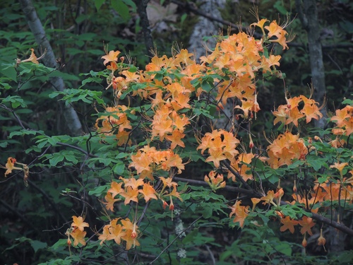 Rhododendron calendulaceum (Flame Azalea) (alternate view 9)