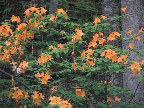 Rhododendron calendulaceum (Flame Azalea) (alternate view 7)