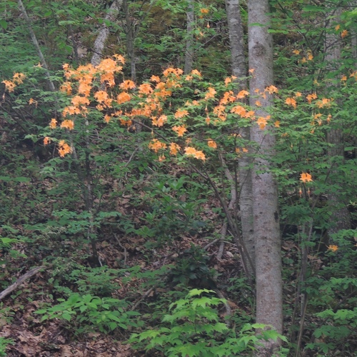 Rhododendron calendulaceum (Flame Azalea) (alternate view 8)