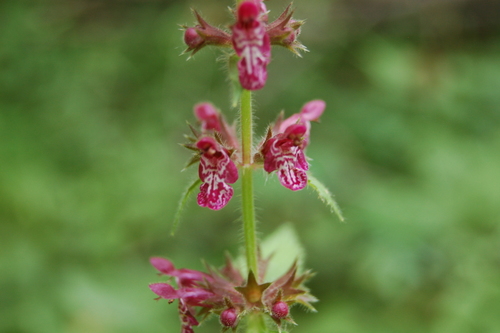 Stachys sylvatica (hedge woundwort)