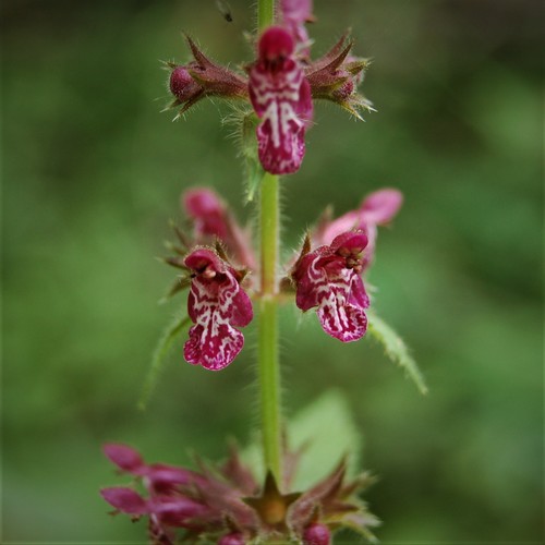 Stachys sylvatica (hedge woundwort)