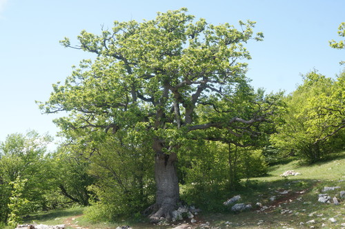 Quercus petraea (sessile oak)