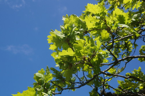 Quercus petraea (sessile oak)