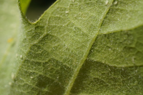 Quercus petraea (sessile oak)