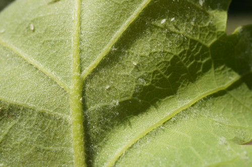 Quercus petraea (sessile oak)