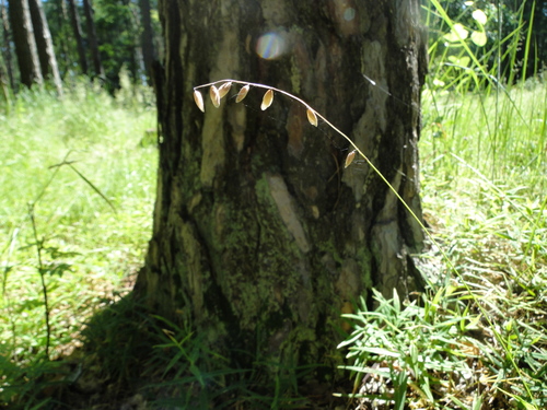 Melica nutans (alternate view 10)