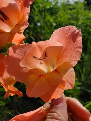 Gladiolus × hortulanus (Large-flowered Gladiolus) (alternate view 9)