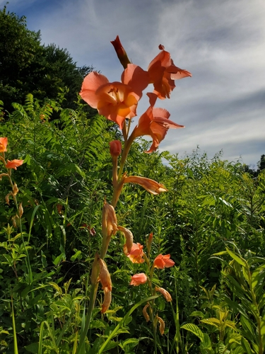 Gladiolus × hortulanus (Large-flowered Gladiolus) (alternate view 10)
