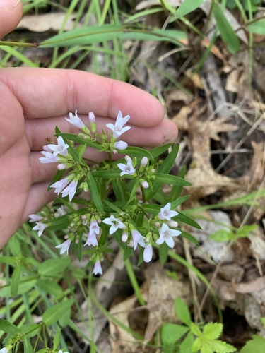 Houstonia longifolia (long-leaved bluets)