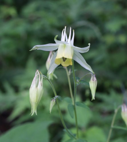 Aquilegia (columbines) (alternate view 5)