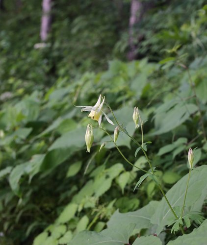 Aquilegia (columbines) (alternate view 6)