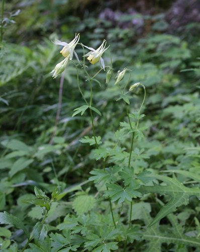 Aquilegia (columbines) (alternate view 7)