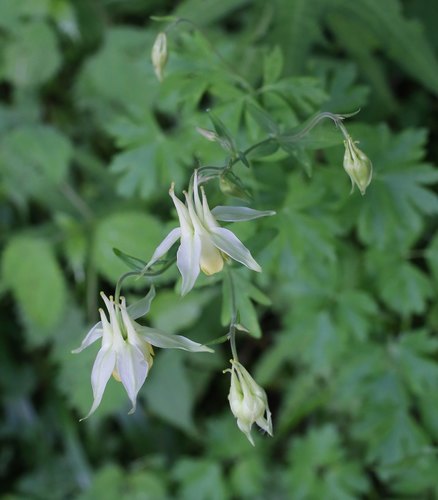 Aquilegia (columbines) (alternate view 8)
