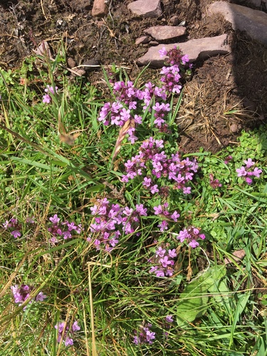 Thymus praecox (Mother of Thyme)