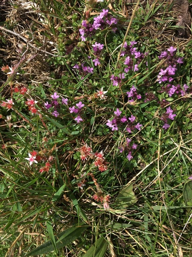Thymus praecox (Mother of Thyme)
