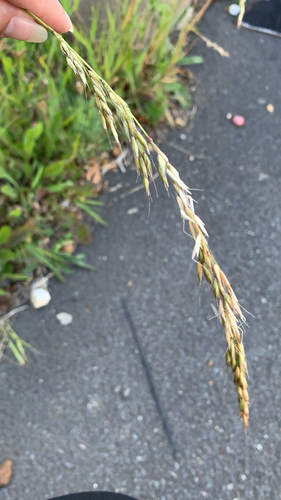Arrhenatherum elatius (tall oat grass)