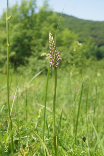 Gymnadenia conopsea (Fragrant Orchid)