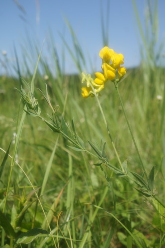 Lathyrus pratensis (meadow pea)