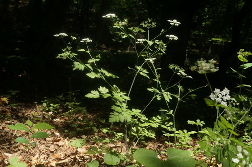 Chaerophyllum temulum (Rough chervil)