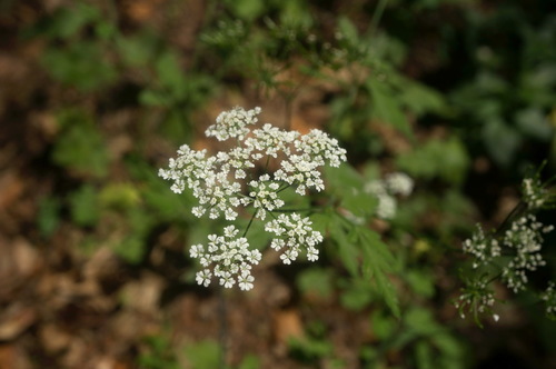 Chaerophyllum temulum (Rough chervil)
