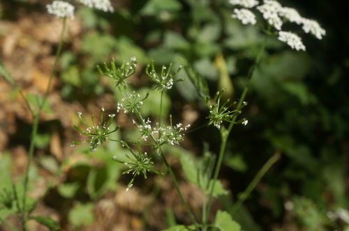 Chaerophyllum temulum (Rough chervil)