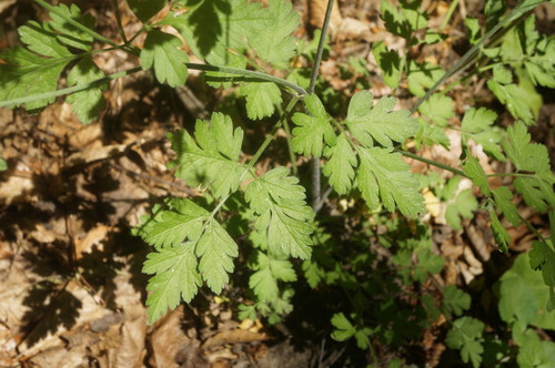Chaerophyllum temulum (Rough chervil)