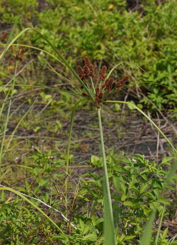 Cyperus (Flatsedges)