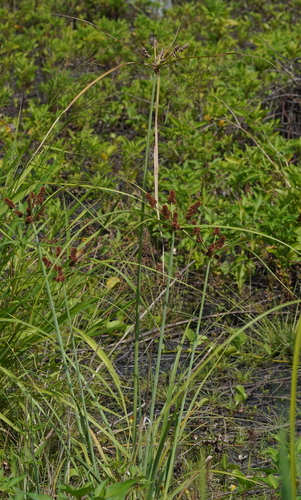 Cyperus (Flatsedges) (alternate view 2)