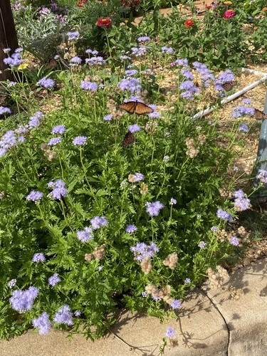 Conoclinium dissectum (Palmleaf Mistflower) (alternate view 6)