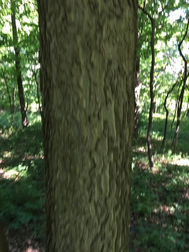 Celtis occidentalis (common hackberry)