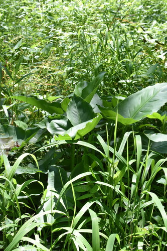 Peltandra virginica (Green Arrow Arum) (alternate view 4)