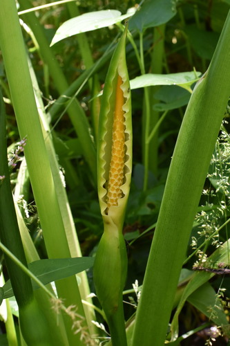 Peltandra virginica (Green Arrow Arum) (alternate view 3)