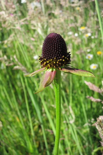 Rudbeckia occidentalis (Western Black-eyed Susan)
