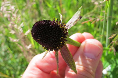 Rudbeckia occidentalis (Western Black-eyed Susan) (alternate view 2)