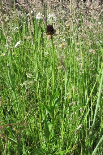 Rudbeckia occidentalis (Western Black-eyed Susan) (alternate view 3)