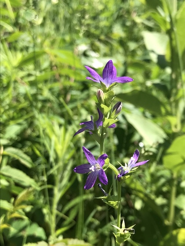 Triodanis perfoliata (clasping Venus's looking glass) (alternate view 6)