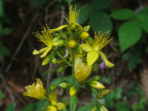 Hypericum hirsutum (Hairy St John's-wort)
