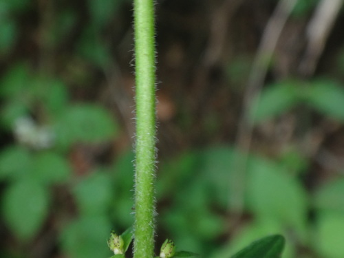 Hypericum hirsutum (Hairy St John's-wort)