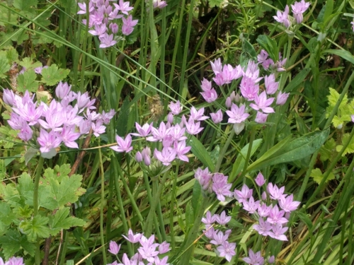 Allium unifolium (one-leaved onion) (alternate view 2)