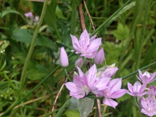 Allium unifolium (one-leaved onion) (alternate view 3)