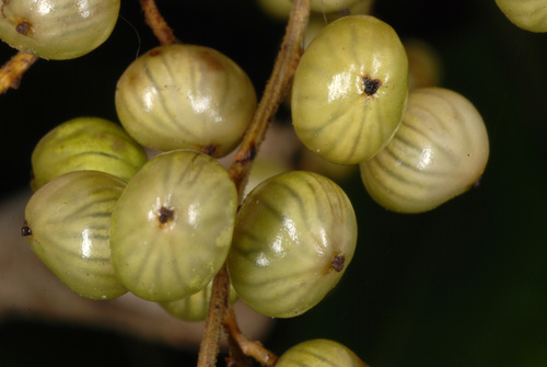 Toxicodendron vernix (poison sumac)