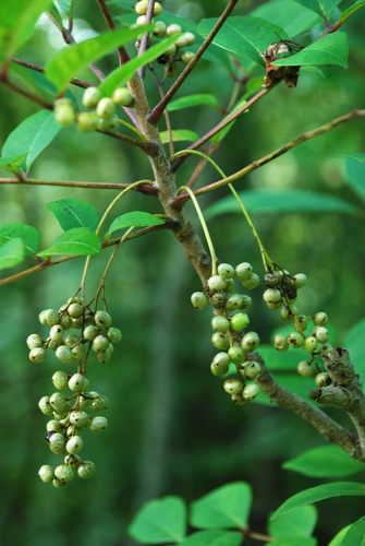Toxicodendron vernix (poison sumac) (alternate view 2)