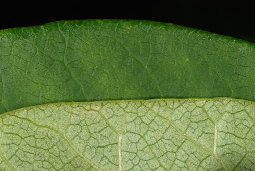 Toxicodendron vernix (poison sumac) (alternate view 4)