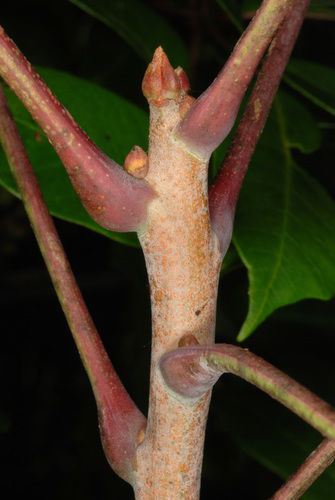 Toxicodendron vernix (poison sumac) (alternate view 5)