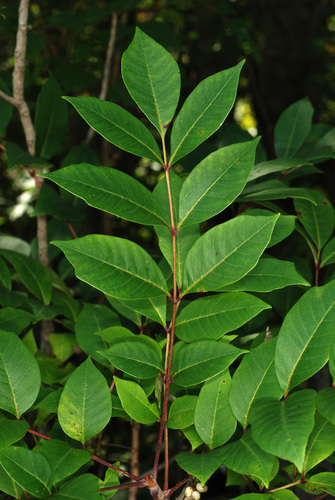 Toxicodendron vernix (poison sumac) (alternate view 3)