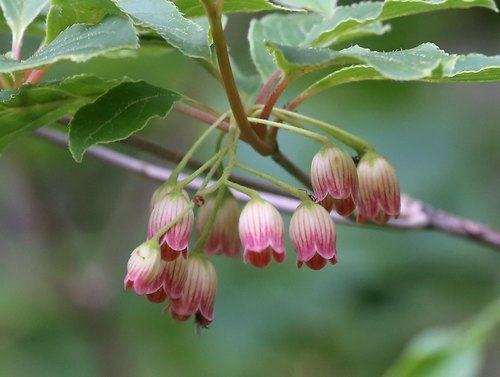 Enkianthus campanulatus (Redvein Enkianthus)