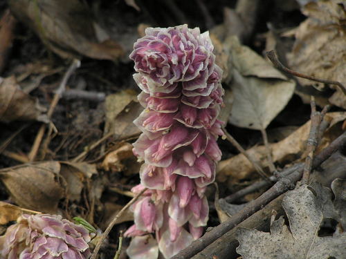 Lathraea squamaria (Common Toothwort)